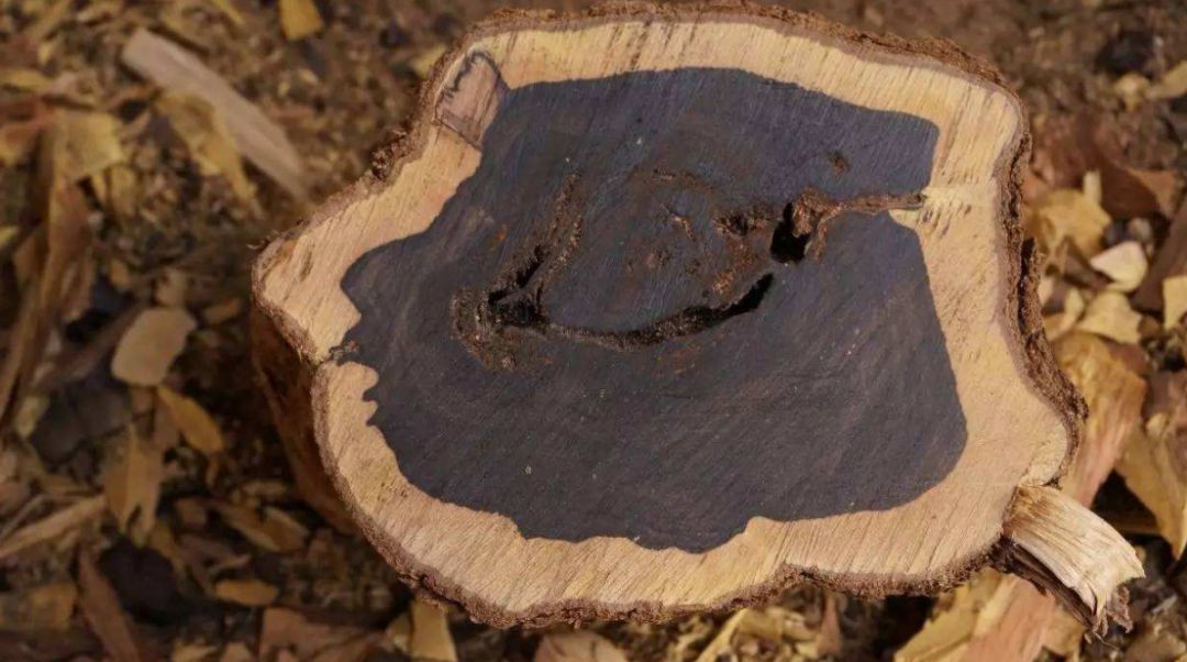 黑檀木重量，探究其独特性质与实际应用