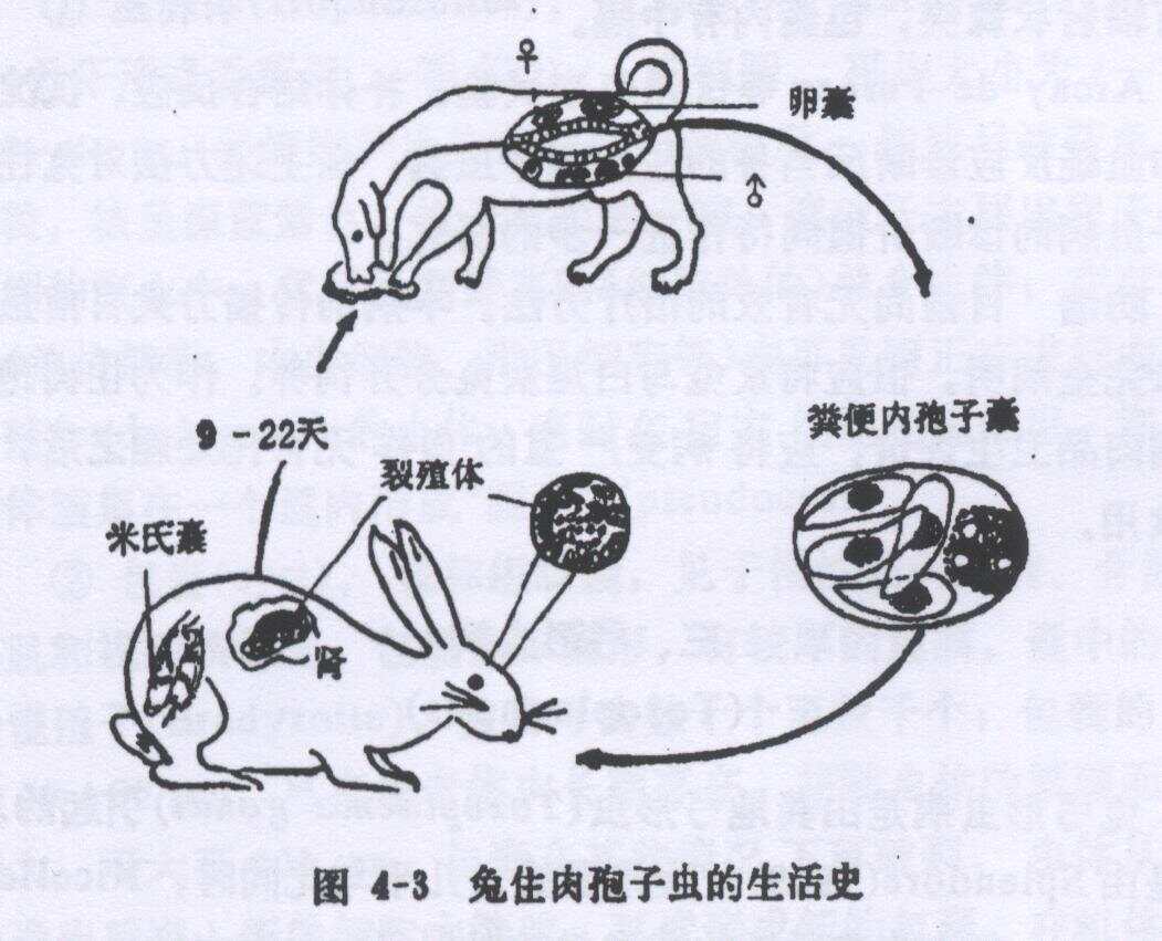 家兔防疫与球虫菌苗种类研究
