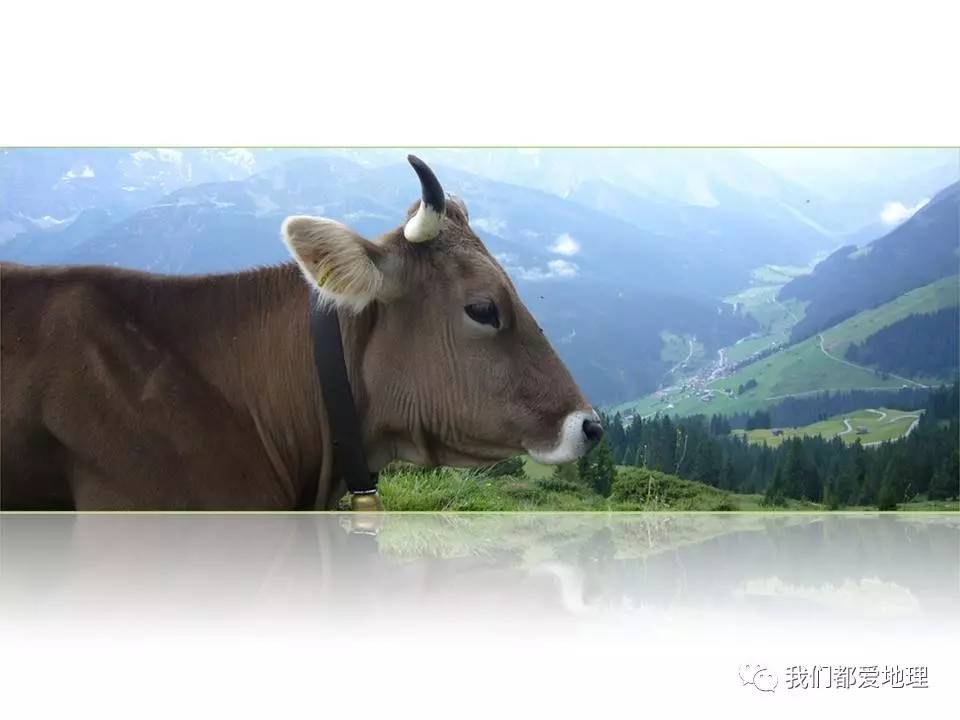畜牧业的种类及其特点