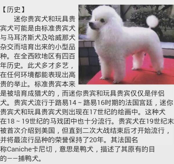 宠物犬种类及图片价格概览