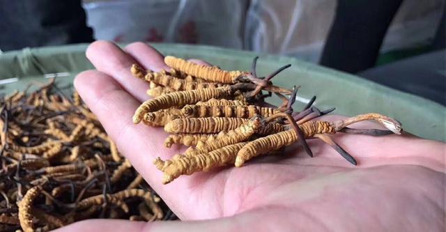 鸡球虫种类及其影响研究