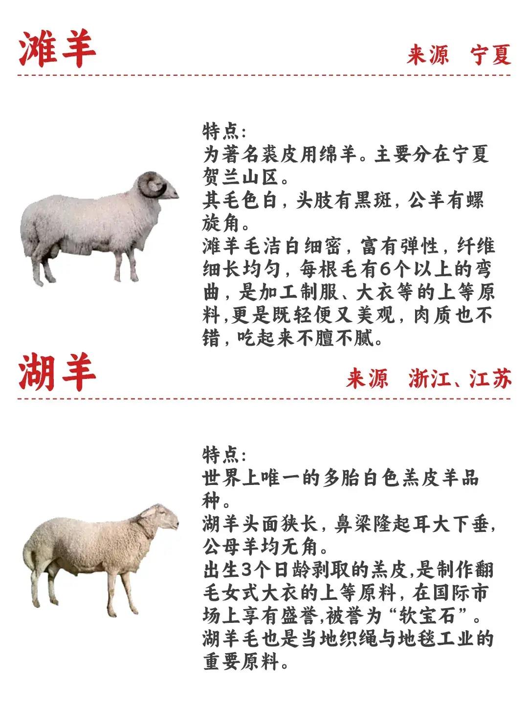 羊的种类及其价格概述