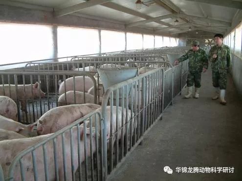 猪场常见的腹泻种类及其应对措施