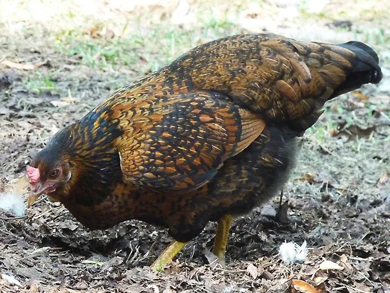 大肉食鸡种类及其特点