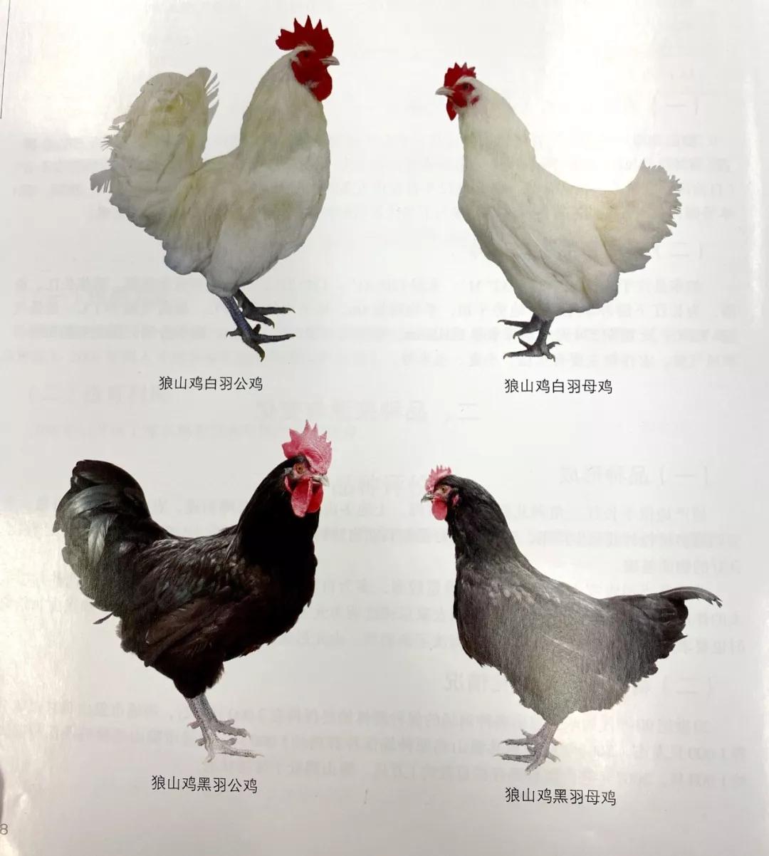 鸡的品种繁多，各具特色，深入了解与欣赏鸡的种类图片