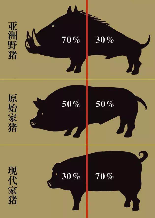攻击力强劲猪的种类研究