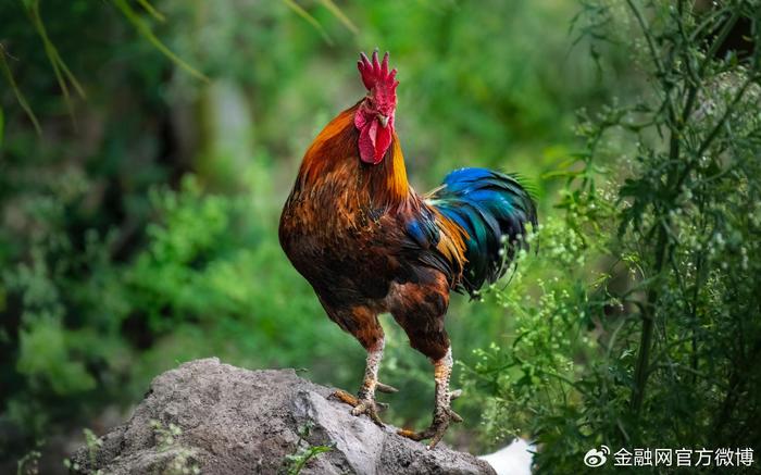 细小家鸡的种类，多样性与独特魅力