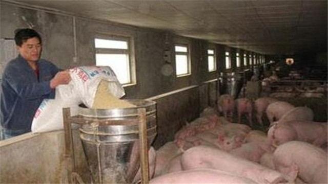 猪全价饲料种类及其应用