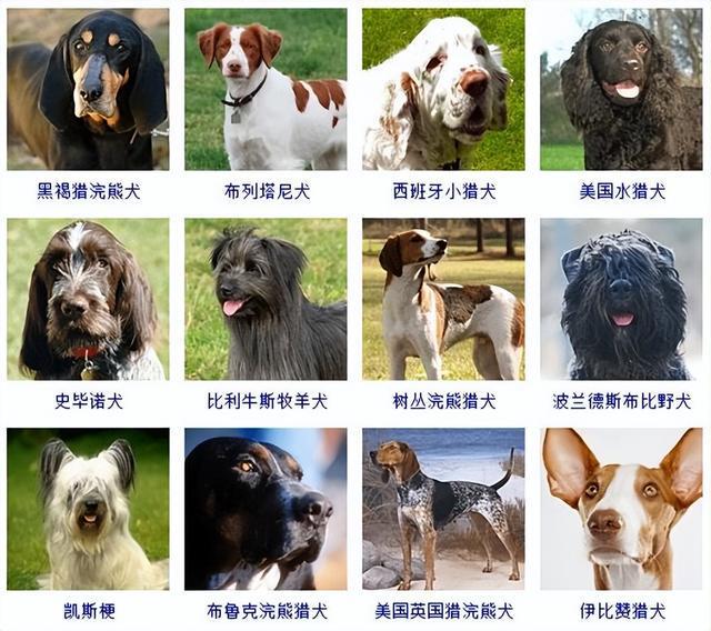 全部狗的种类及图片