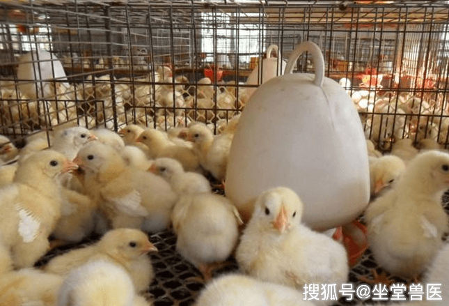 鸡病种类与预防治疗，养鸡业的重要课题