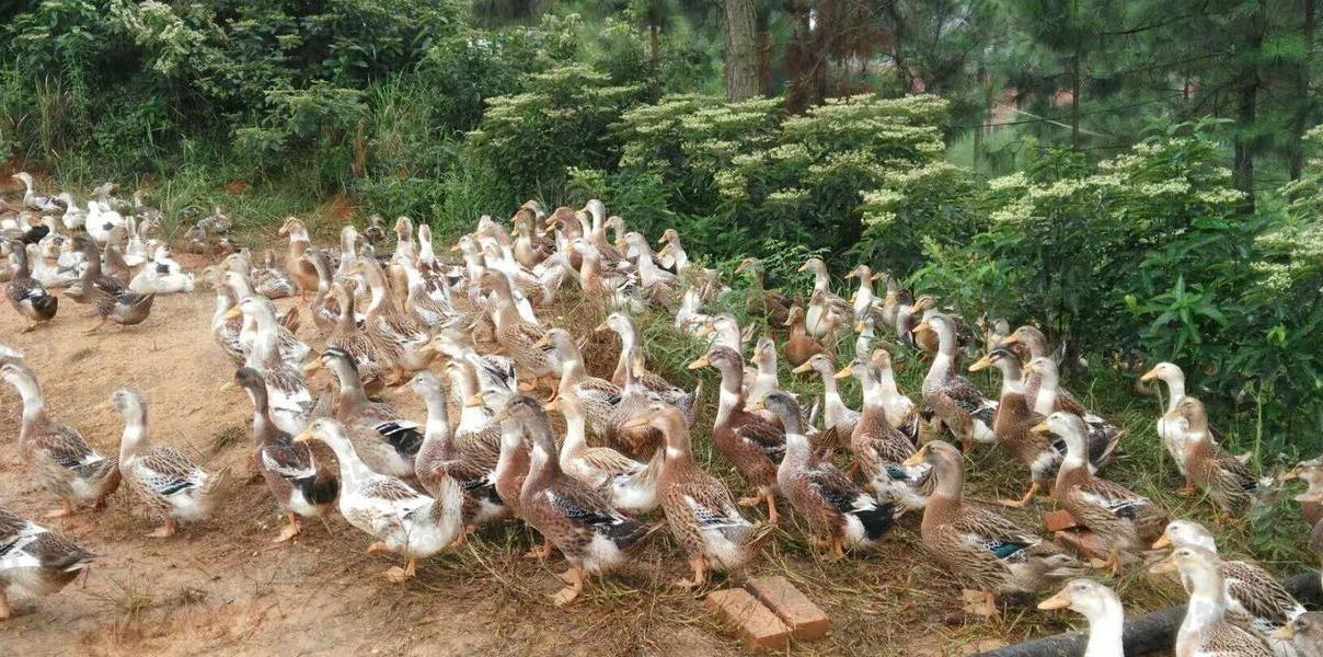广西鸭子养殖种类及其特色