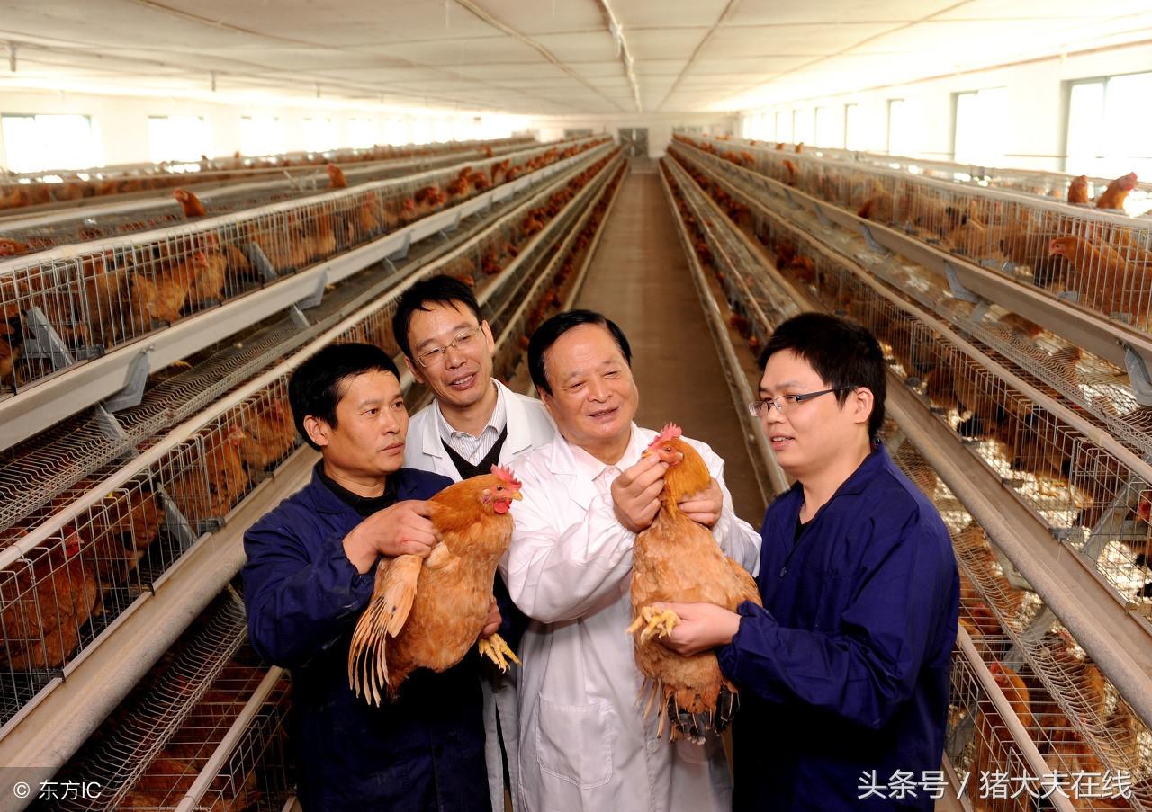 鸡新城疫及其种类的深度解析
