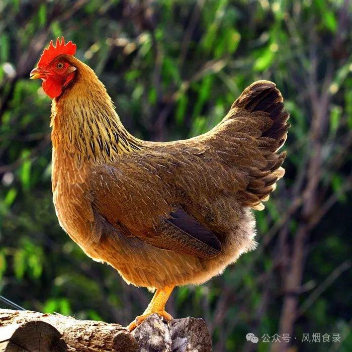 中国丰富多样的鸡种类