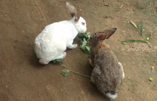 肉兔种类及其特点