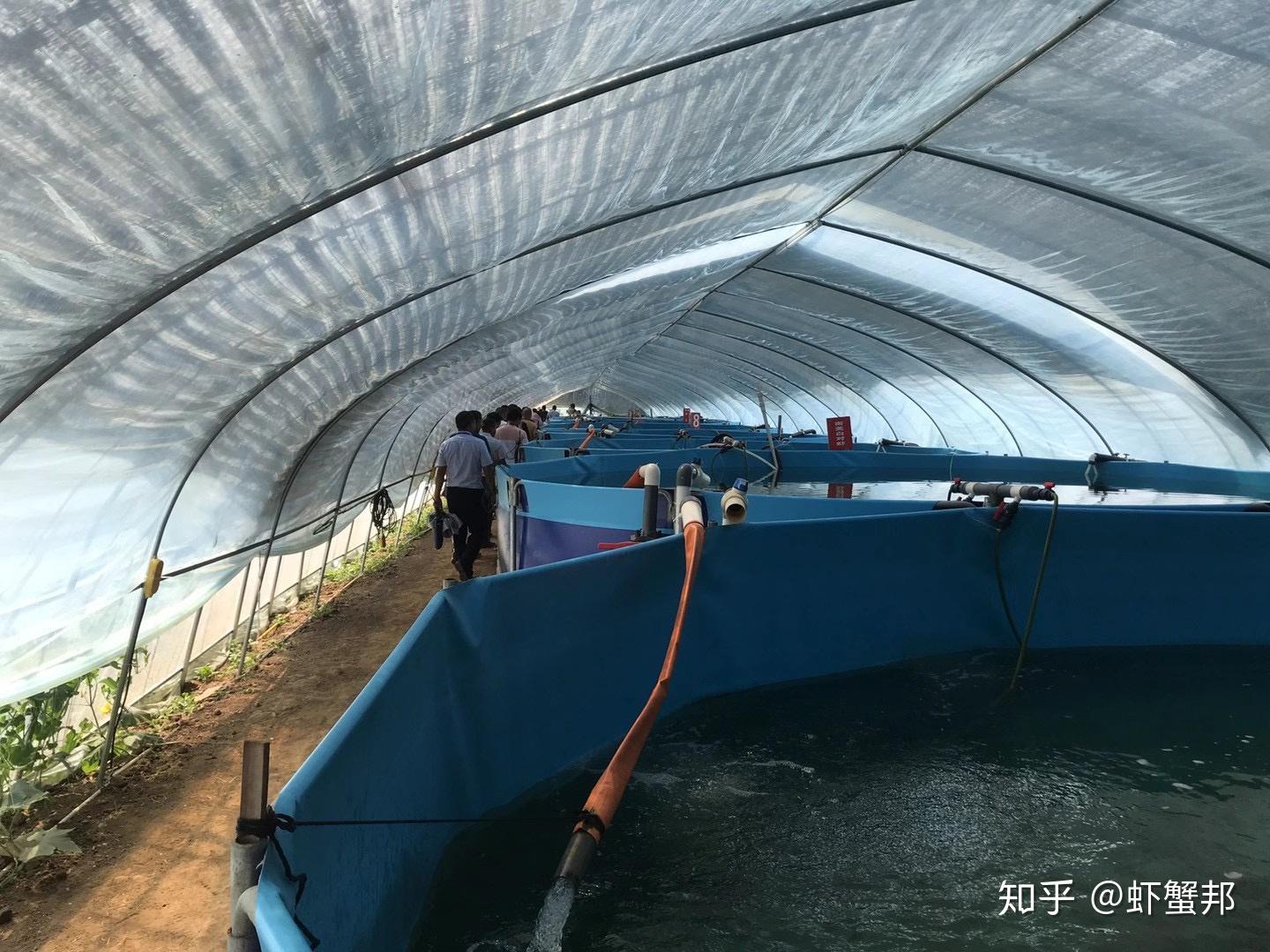大棚水产养殖虾，一种创新的水产养殖模式