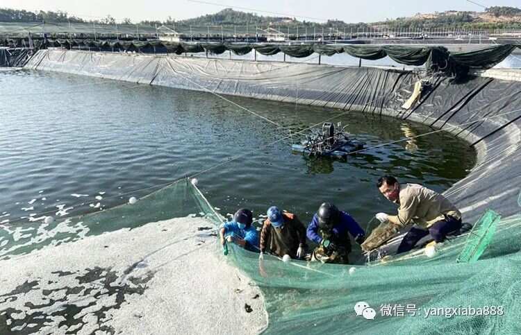 海门养虾大棚，现代水产养殖的新篇章