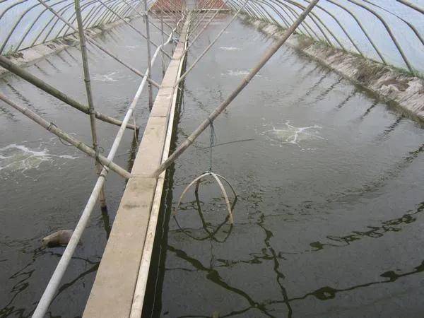 常州大棚虾养虾基地，探索现代水产养殖新模式