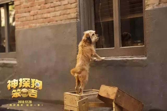 开局一人一狗，如何接招挑战与建立独特优势