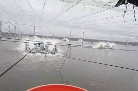 大棚养南美白对虾分苗技术详解