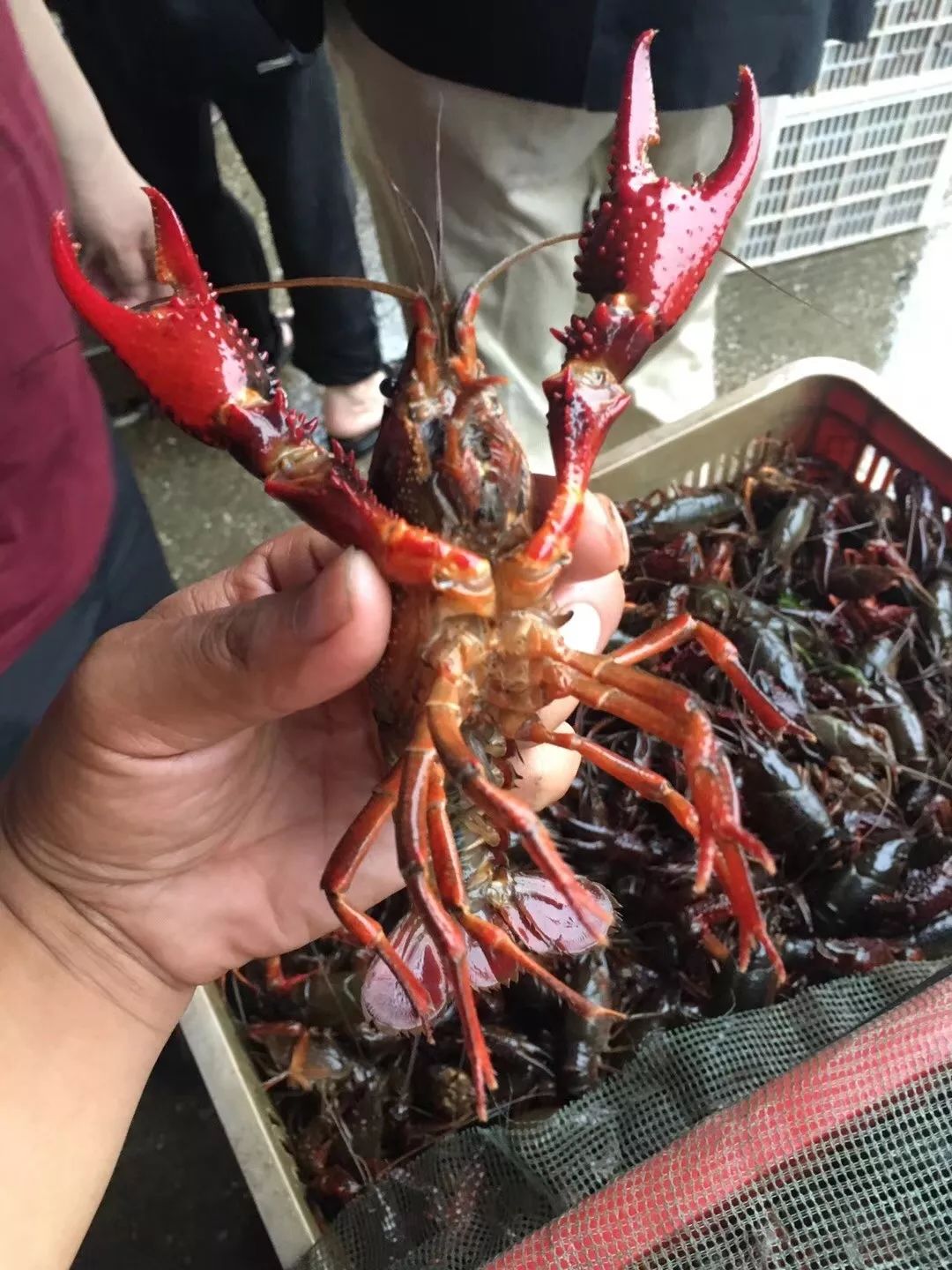 大棚养出来的小龙虾，一种新型养殖模式的探索与实践