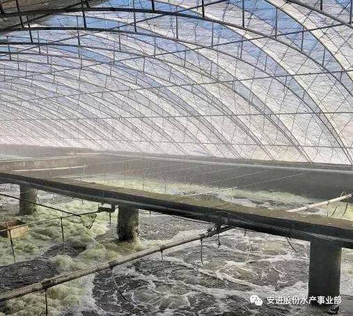 大棚如何养殖南美白对虾