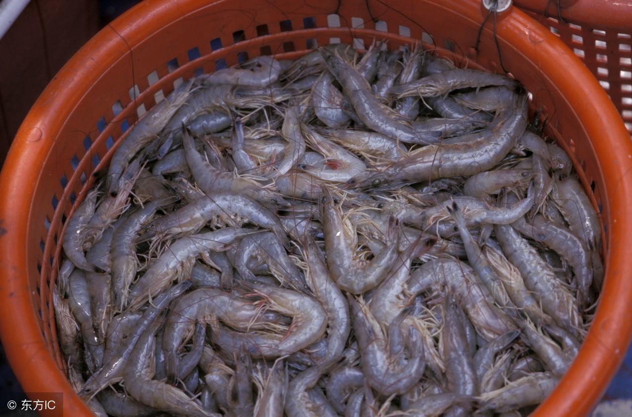 海参大棚养殖技术，一种高效可持续的养殖模式