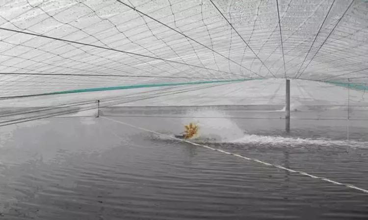 对虾大棚氨氮高的原因及应对策略