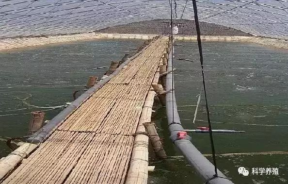 大棚养殖南美白对虾，技术、挑战与前景
