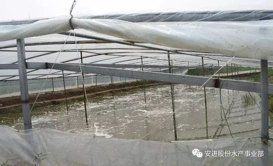 大棚虾池水变绿的原因及应对措施