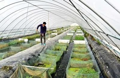 湖北黄鳝大棚养殖技术，高效养殖新模式