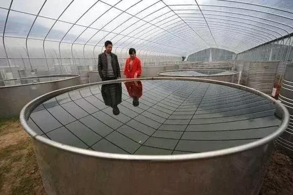 鱼塘大棚建造指南
