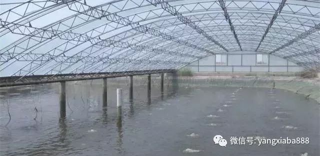 探索养虾新纪元，最好的养虾大棚视频引领行业前沿