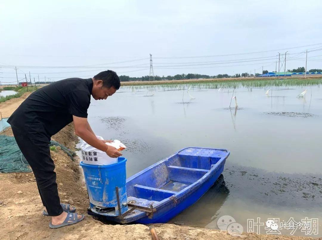 广东大棚虾塘，现代水产养殖的新模式