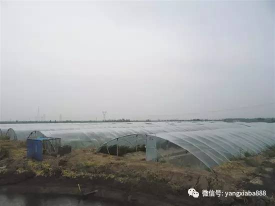 大棚养淡水虾在东北地区的应用与前景