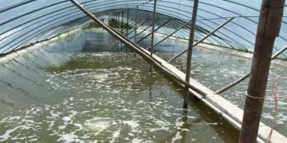 大棚水产养殖方法