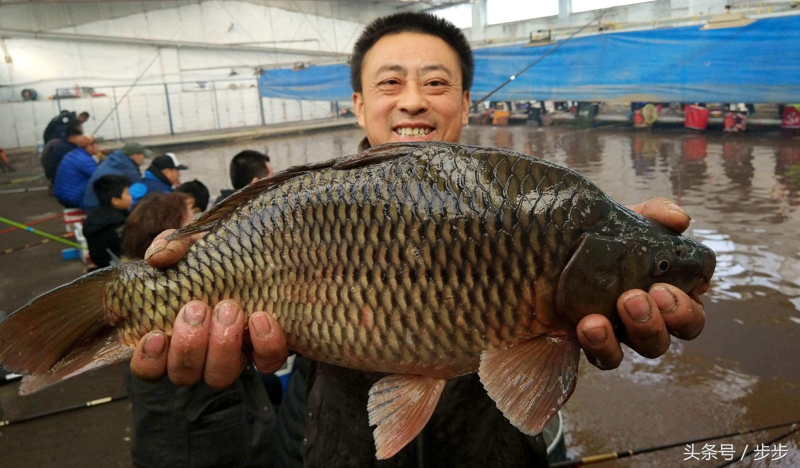东北大棚龙虾养殖，探索与发现
