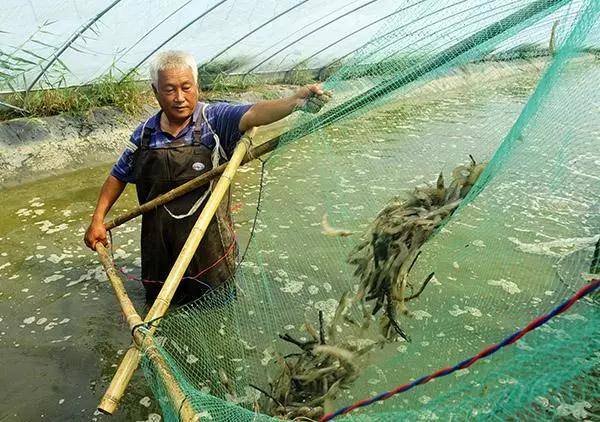 高邮大棚沼虾，一种独特的生态养殖与美食体验