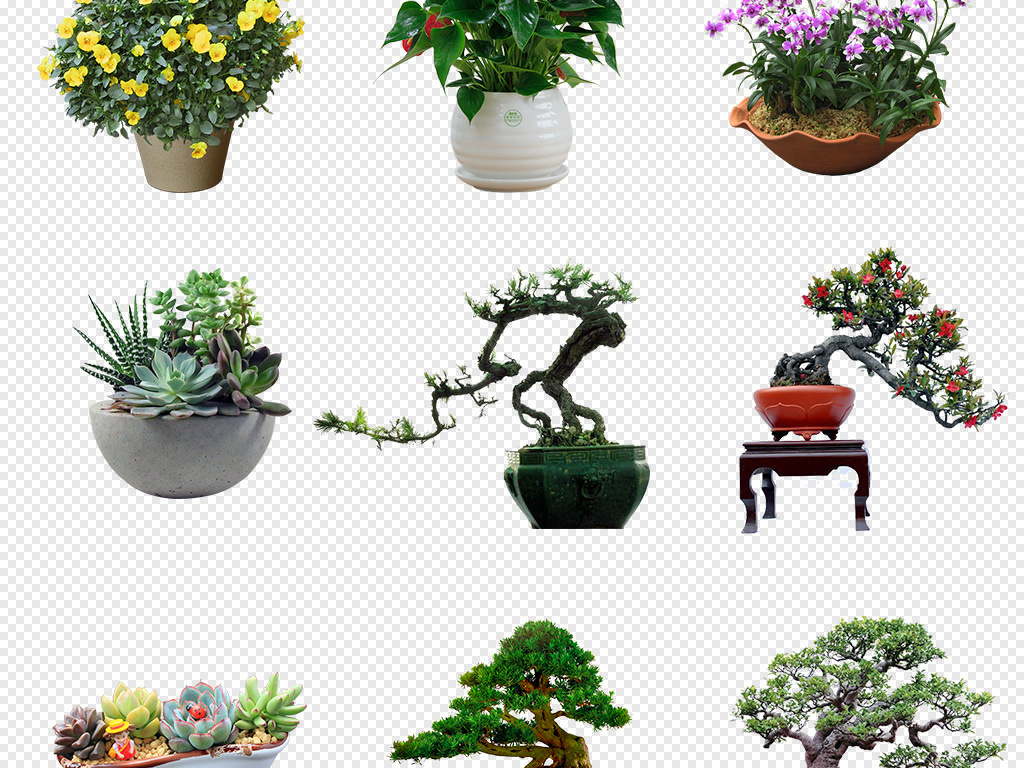 园林绿化植物品种图片，多彩的自然画卷