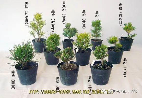 平常绿化松的品种解析