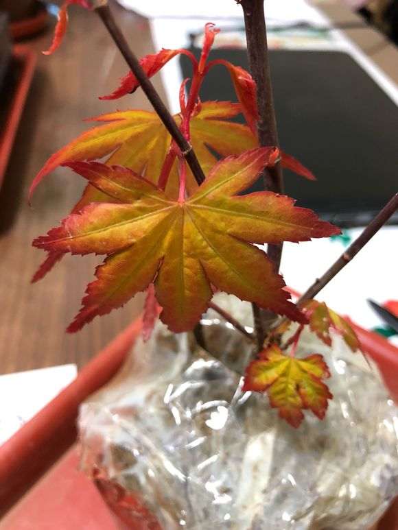 红枫品种繁多，图片欣赏