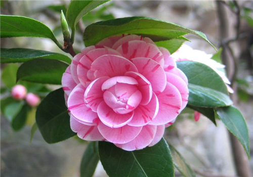 精品种茶花价格，市场分析与探讨