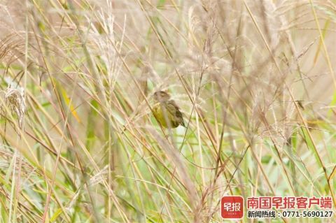 芒草品种，多样性与应用