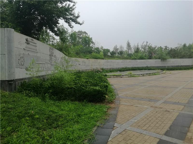 探究龙爪槐品种优劣，哪种龙爪槐更胜一筹？