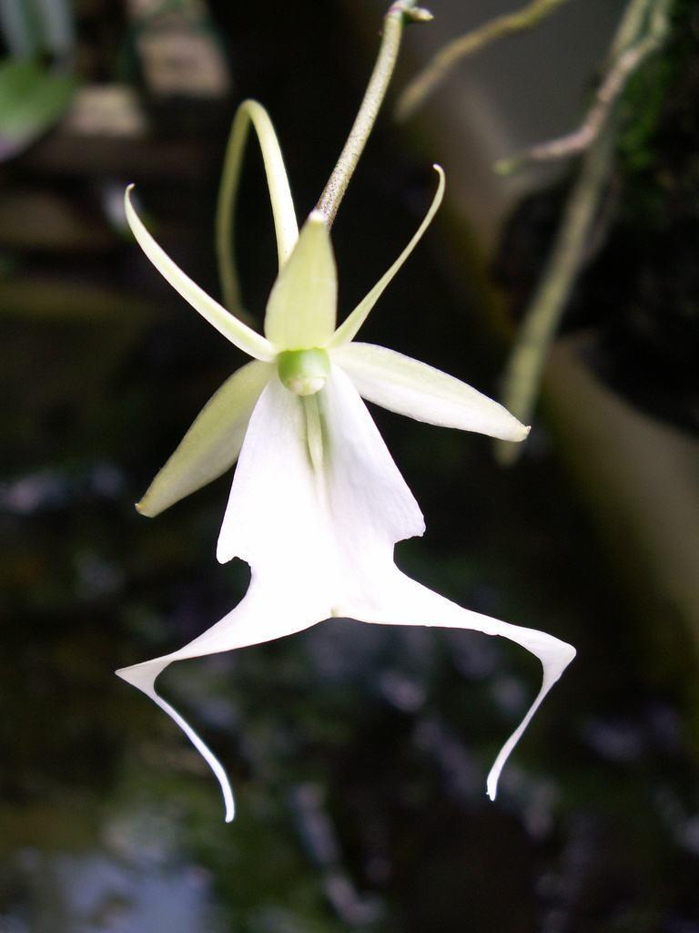 兰花品种介绍