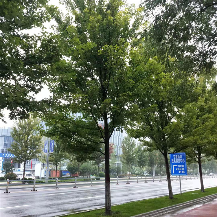 洛阳行道树品种，城市绿化的璀璨篇章