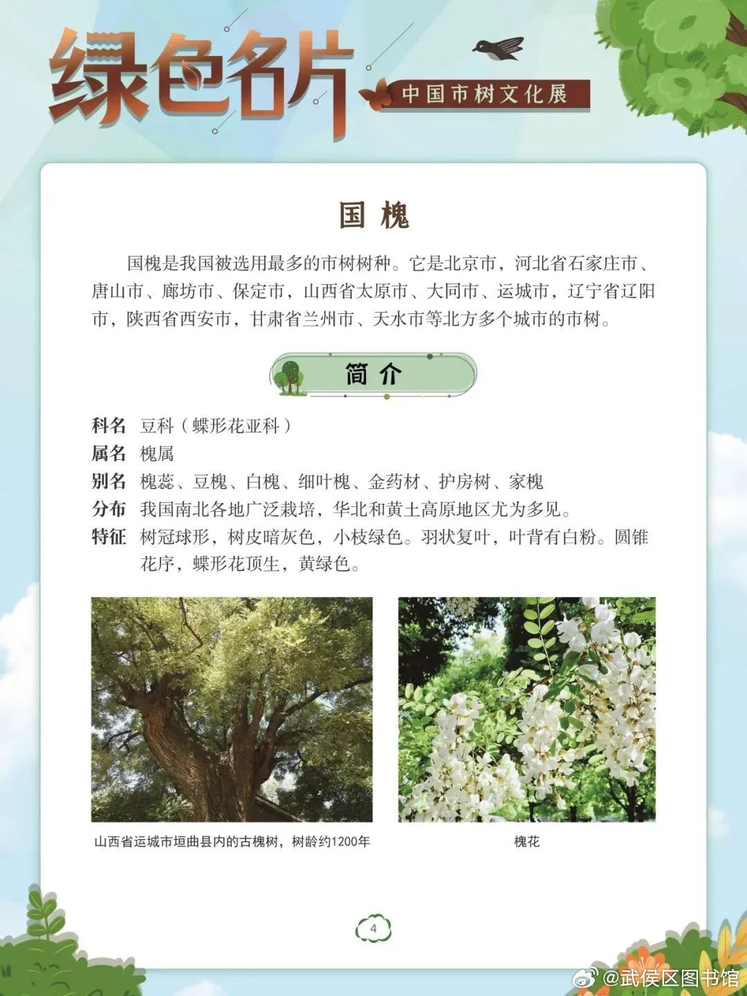 最新品种皂角树，生态价值与应用前景