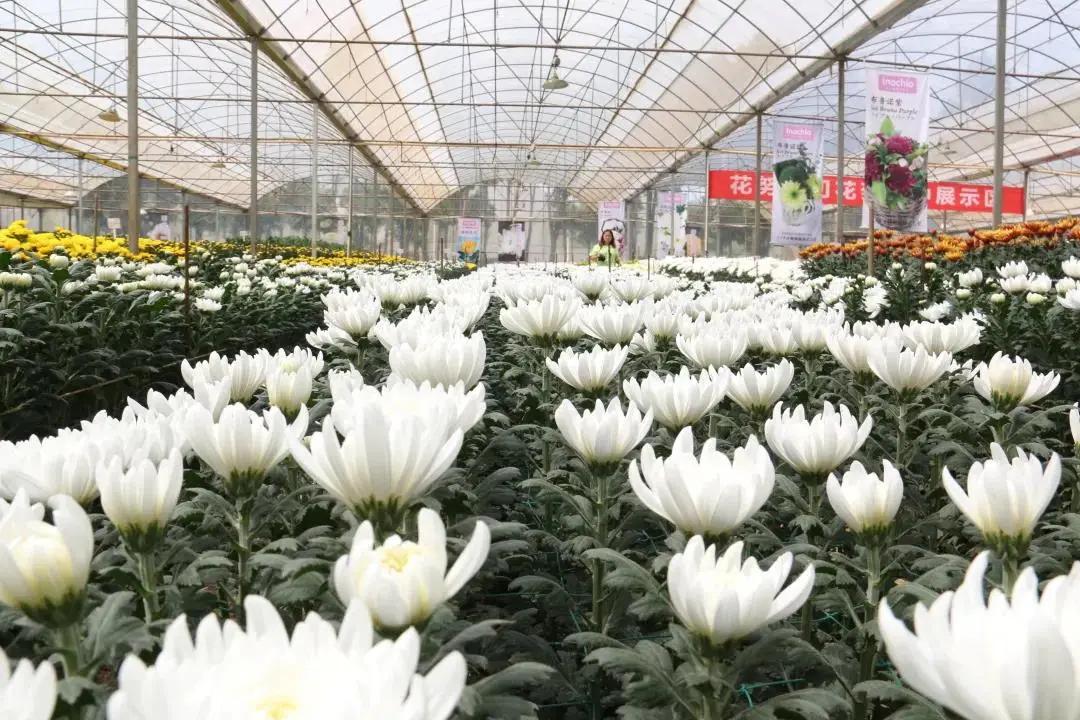 最新品种花木树，探索绿色未来的关键