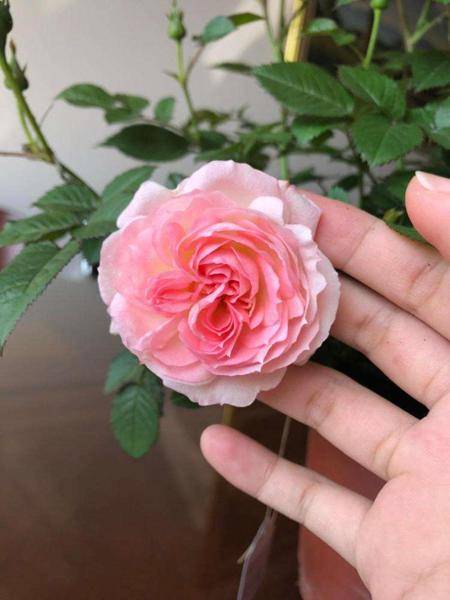 微型月季花品种图片及其魅力