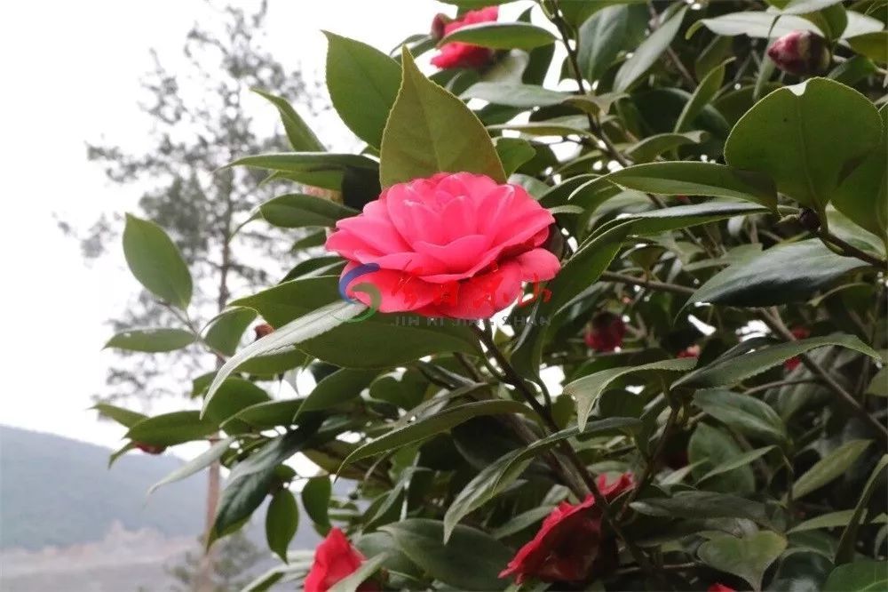 云南珍稀复色茶花品种，自然之美的独特展现