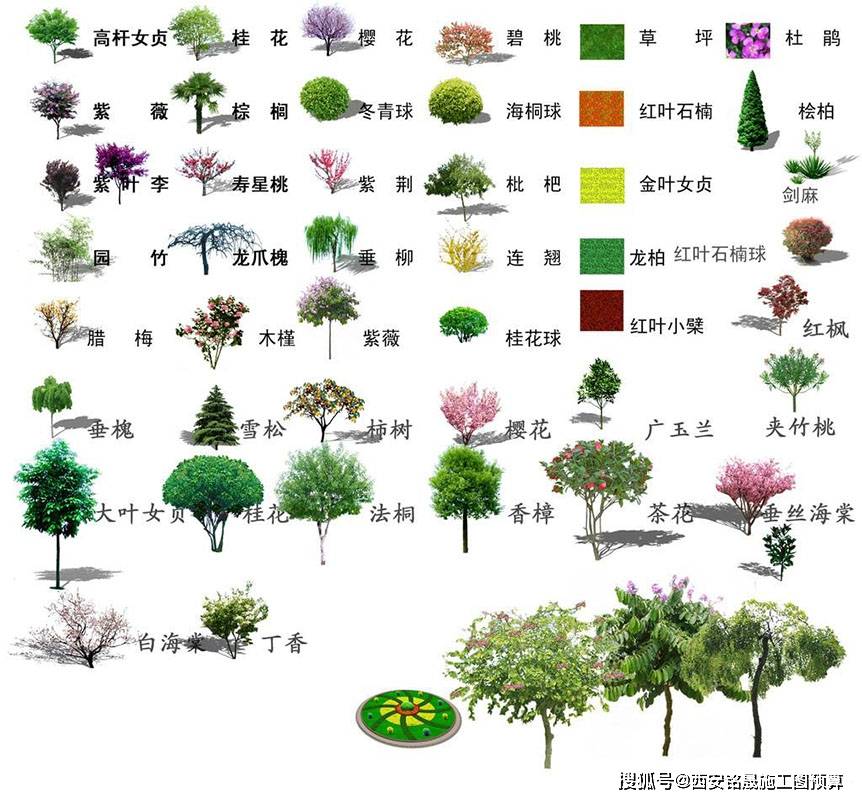 绿化品种的种类与特点